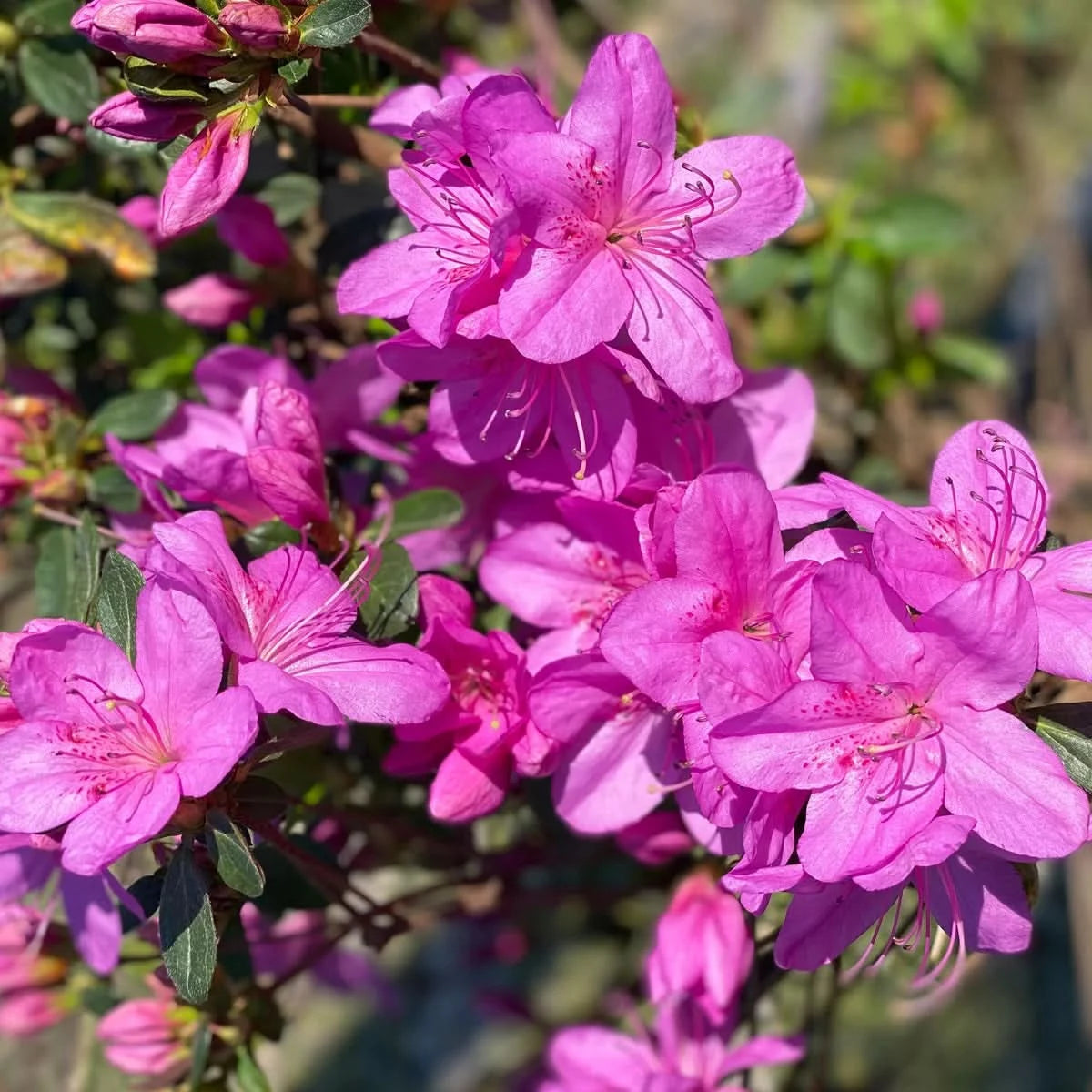 Alder & Oak Azalea Container 4-Pack
