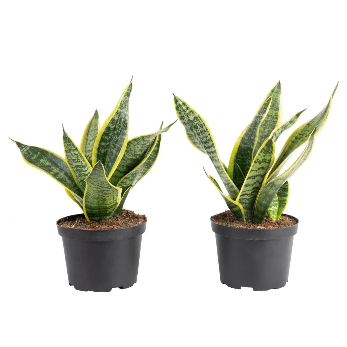 Farms Sansevieria, Snake Plant, Houseplant in Nursery Pot, 2-pack