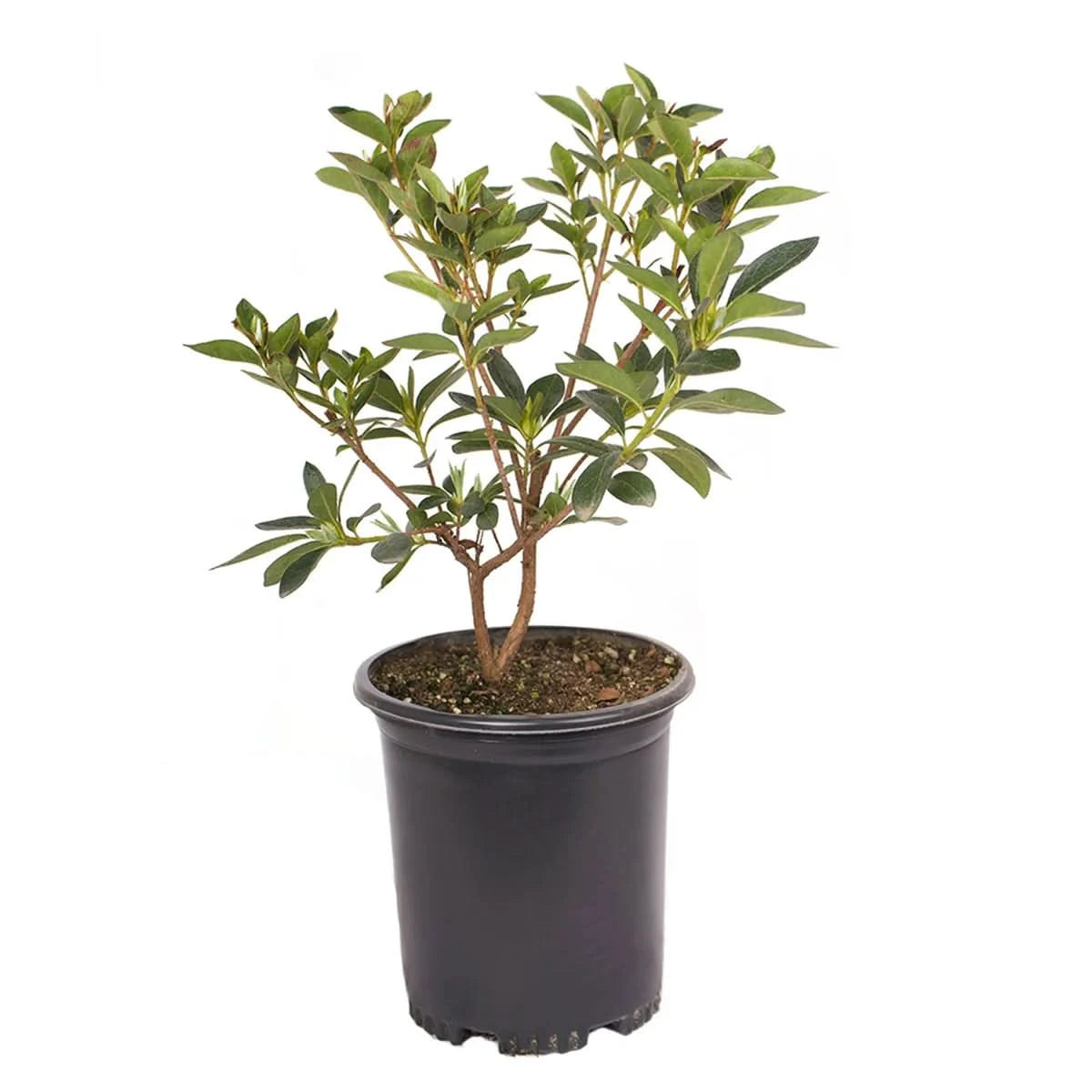 Alder & Oak Azalea Container 4-Pack