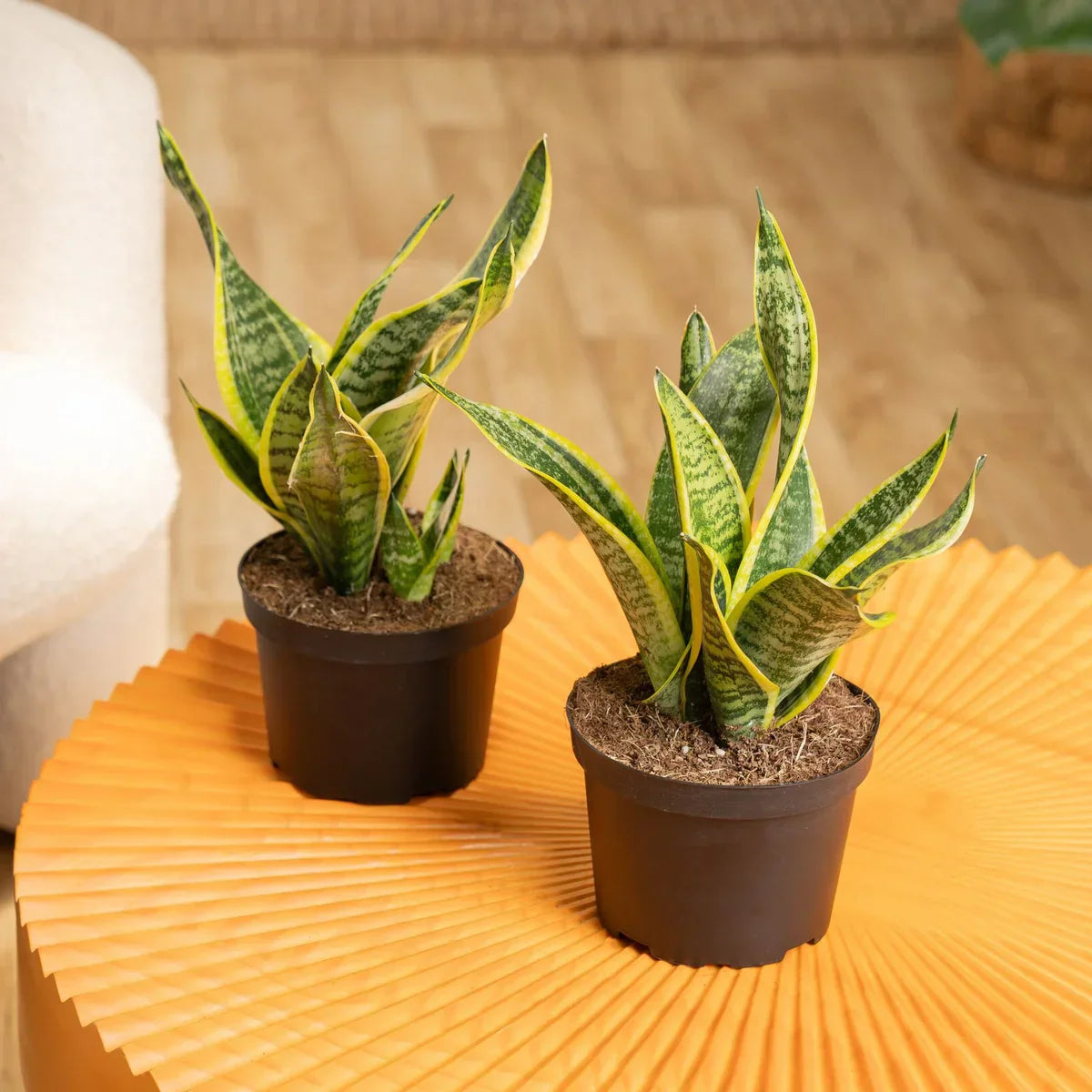 Farms Sansevieria, Snake Plant, Houseplant in Nursery Pot, 2-pack