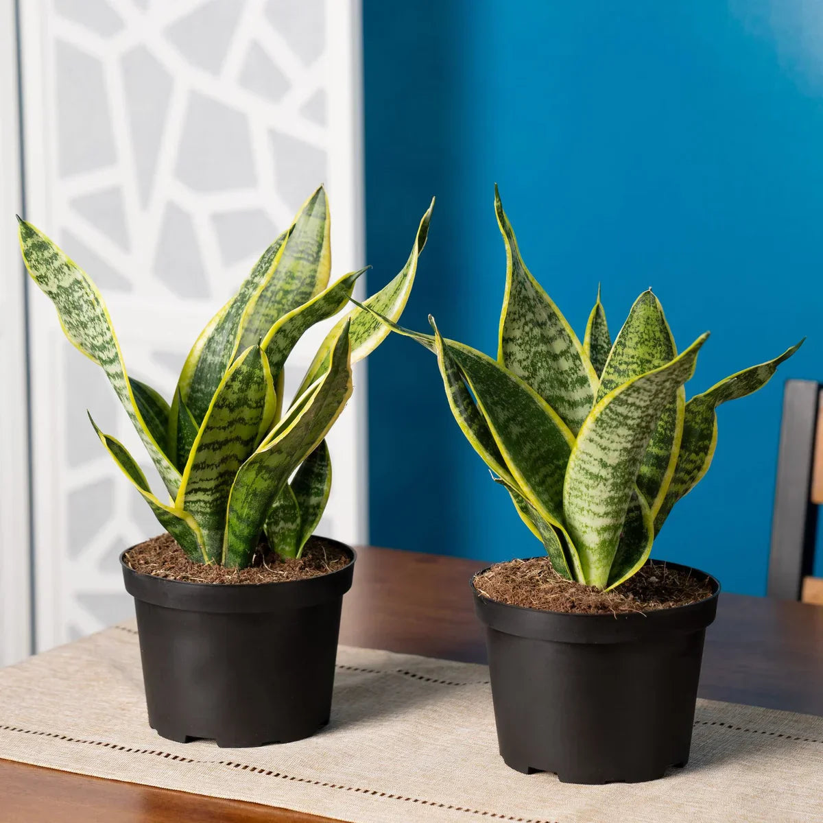 Farms Sansevieria, Snake Plant, Houseplant in Nursery Pot, 2-pack