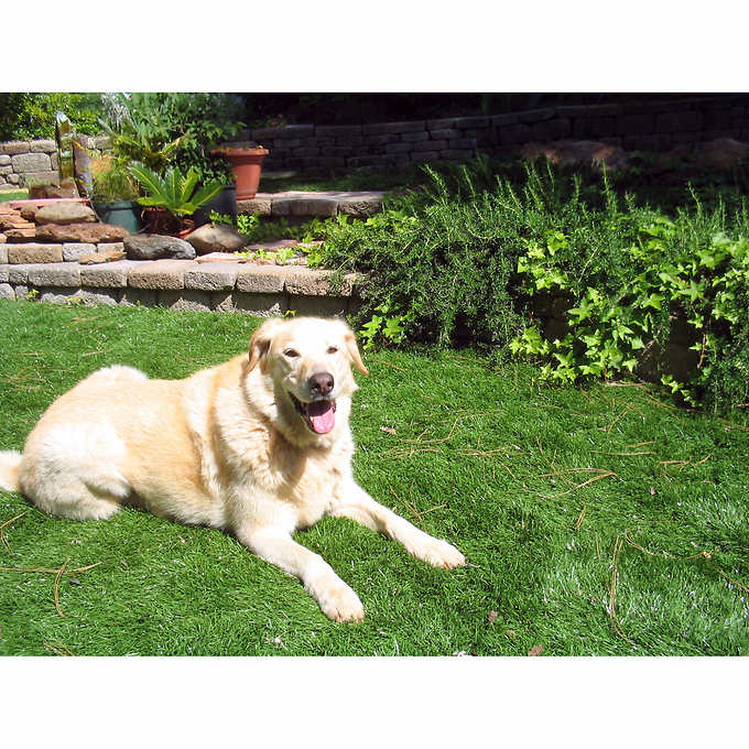 PreGra 80 oz Platinum Artificial Turf