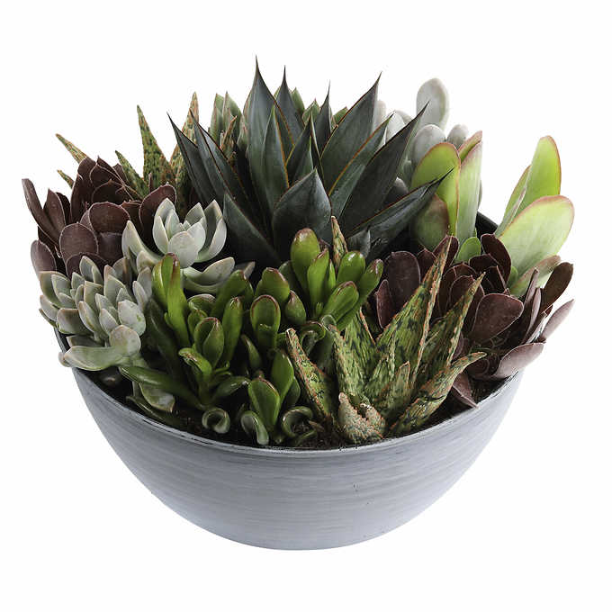 Succulent Assortment, 12-count