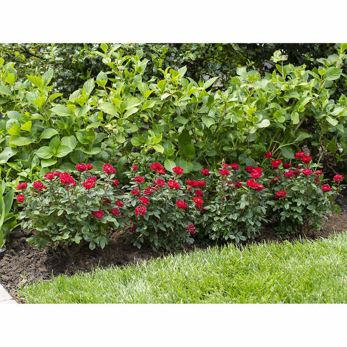 Rose Petite Knock Out, 3 Plants, 2-Gal Pots