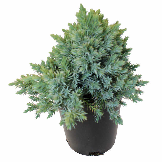 Juniper Blue Star, 3-pack