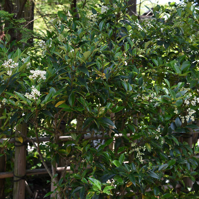 Alder & Oak Wax-Leaf Privet, 2-pack