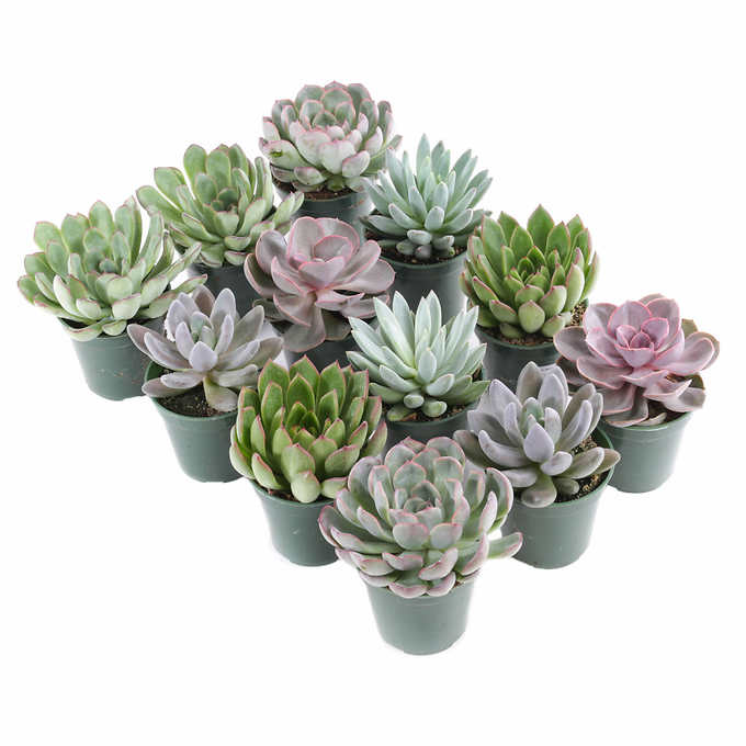 Succulent Assortment, 12-count