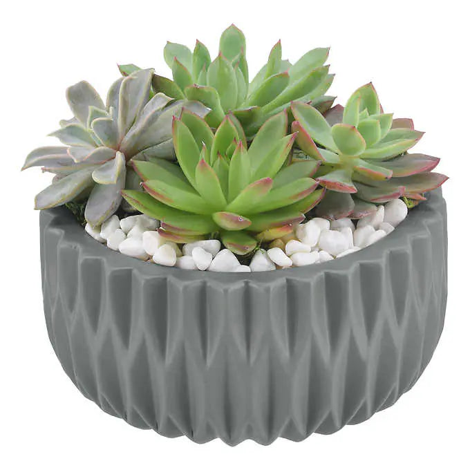 Echeveria Succulent Garden